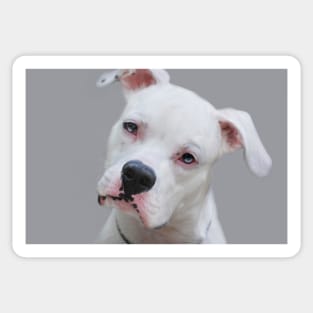 Canine Portrait Sticker